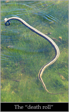 Mountain garter snake death-rolling its prey.