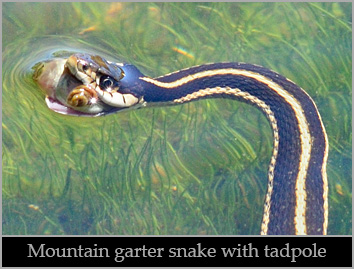 Mountain garter snake with prey.