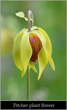 California pitcher plant flower in bloom