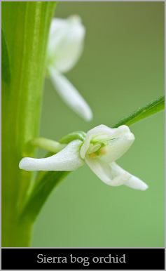Sierra bog orchid