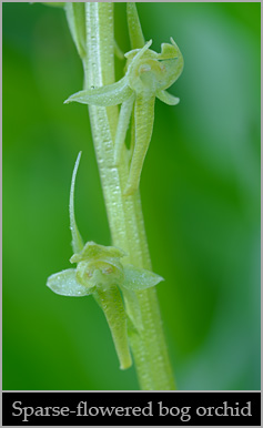 Sparse-flowered bog orchid (Platanthera sparsiflora).