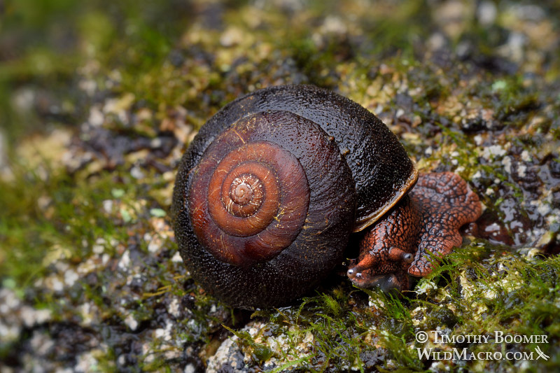 Redwood sideband (Monadenia infumata), a globally imperiled snail endemic to the Pacific coast of NA.  Marin County, California, USA.  Stock Photo ID=ANI0111