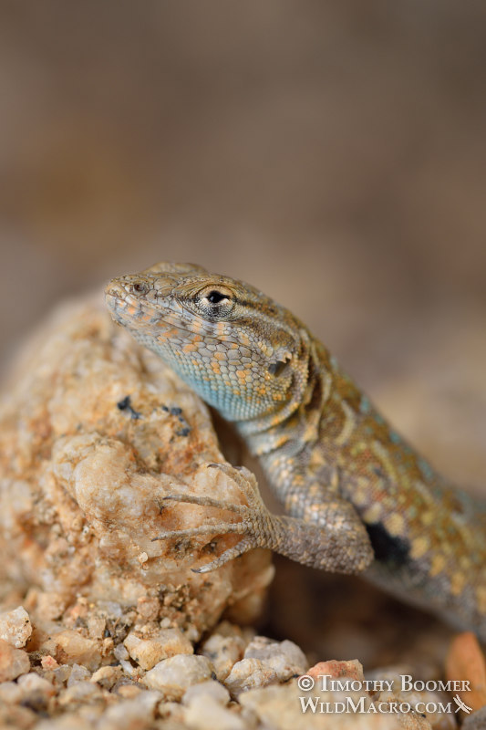 Western side-blotched lizard (Uta stansburiana ssp. elegans).  Joshua Tree National Park, Mojave Desert, Riverside County, California, USA.  Stock Photo ID=ANI0108