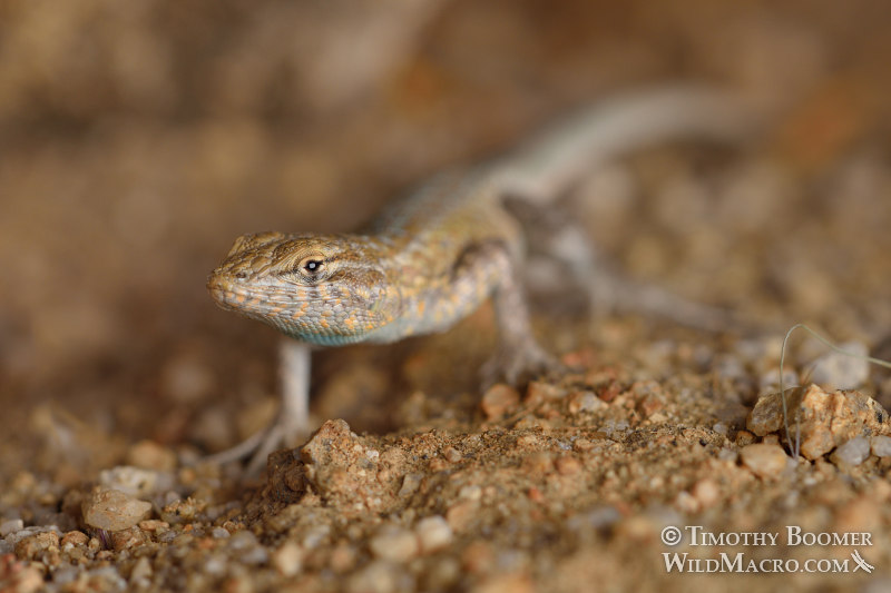 Western side-blotched lizard (Uta stansburiana elegans).  Joshua Tree National Park, Mojave Desert, Riverside County, California, USA.  Stock Photo ID=ANI0109