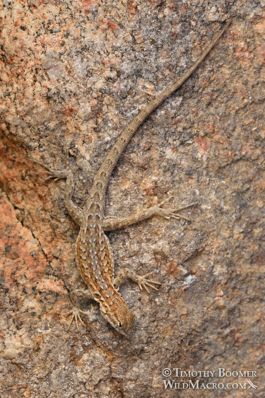 Western side-blotched lizard (Uta stansburiana elegans).  Joshua Tree National Park, Mojave Desert, Riverside County, California, USA.  Stock Photo ID=ANI0110