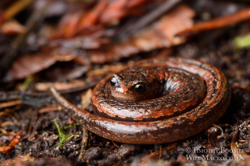 California slender salamander (Batrachoseps attenuatus).  Kruse Rhododendron State National Reserve, Sonoma County, California.  Stock Photo ID=ANI0094