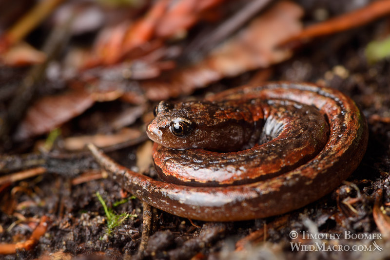 California slender salamander (Batrachoseps attenuatus).  Kruse Rhododendron State National Reserve, Sonoma County, California.  Stock Photo ID=ANI0095