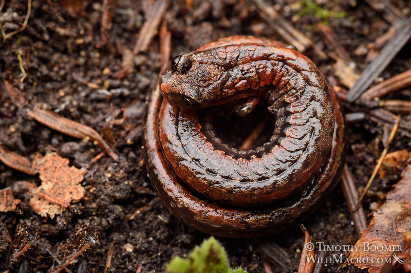California slender salamander (Batrachoseps attenuatus).  Kruse Rhododendron State National Reserve, Sonoma County, California.  Stock Photo ID=ANI0096