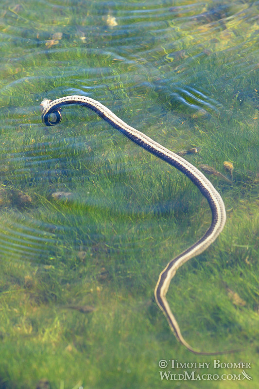 Mountain garter snake (Thamnophis elegans elegans) performing a 