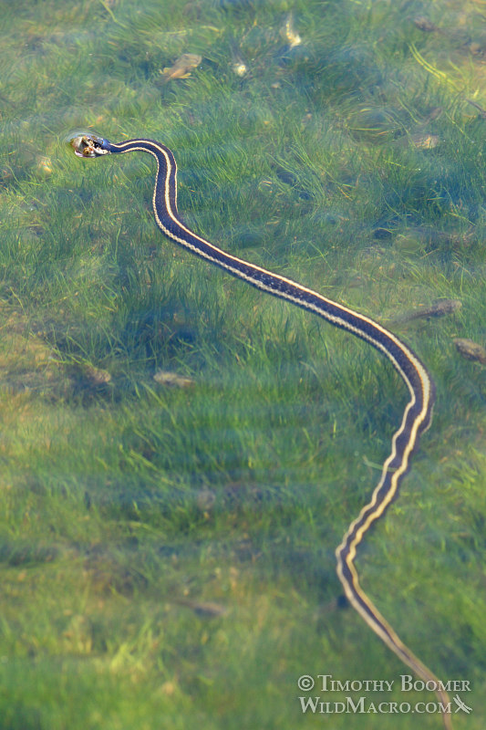 Mountain garter snake (Thamnophis elegans elegans) with prey.  Carson Pass, Eldorado National Forest, Sierra Nevada, Alpine County, California.  Stock Photo ID=ANI0085