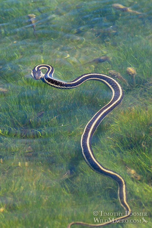 Mountain garter snake (Thamnophis elegans elegans) with prey.  Carson Pass, Eldorado National Forest, Sierra Nevada, Alpine County, California.  Stock Photo ID=ANI0086