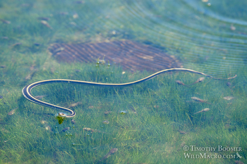 Mountain garter snake (Thamnophis elegans elegans) surrounded by dozens of tadpoles.  Carson Pass, Eldorado National Forest, Sierra Nevada, Alpine County, California.  Stock Photo ID=ANI0087