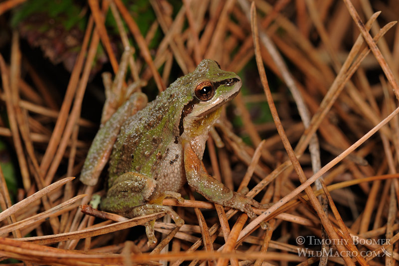 Sierran treefrog or Sierran chorus frog (Pseudacris sierra) among pine needles.  Mount Vision, Inverness, CA. Stock Photo ID=ANI0044