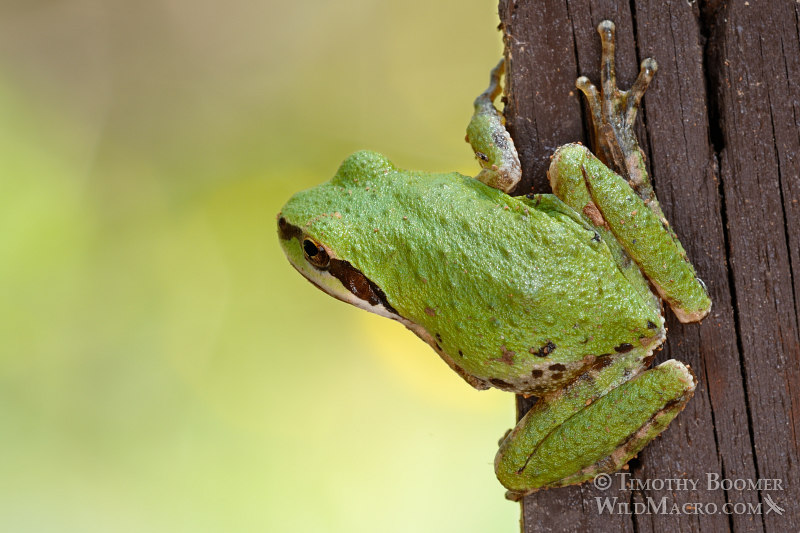Sierran treefrog or Sierran chorus frog (Pseudacris sierra). Traverse Creek Botanical Special Interest Area, Eldorado National Forest, CA.  Stock Photo ID=ANI0082