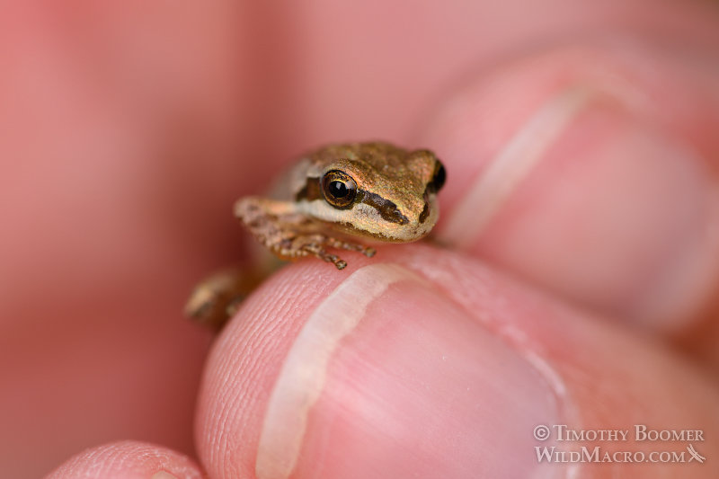 Juvenile Sierran treefrog or Sierran chorus frog (Pseudacris sierra) on an adult finger for scale. Sun Rock fen, Eldorado National Forest, CA.  Stock Photo ID=ANI0078