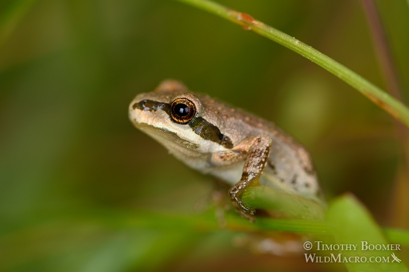 Juvenile Sierran treefrog or Sierran chorus frog (Pseudacris sierra). Sun Rock fen, Eldorado National Forest, CA.  Stock Photo ID=ANI0079