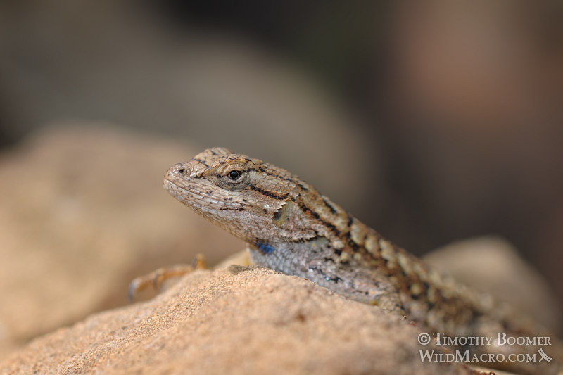 Western fence lizard (Sceloporus occidentalis occidentalis).  Stebbins Cold Canyon Reserve, Solano County, California.  Stock Photo ID=ANI0051
