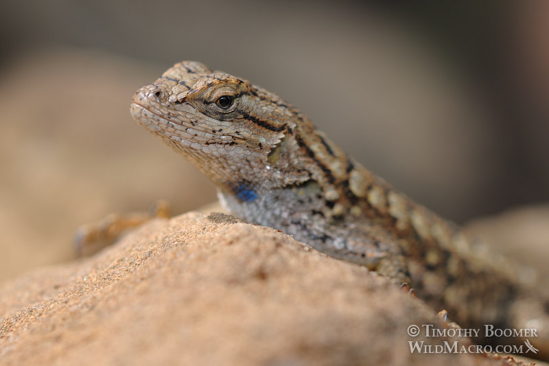 Western fence lizard (Sceloporus occidentalis occidentalis).  Stebbins Cold Canyon Reserve, Solano County, California.  Stock Photo ID=ANI0052