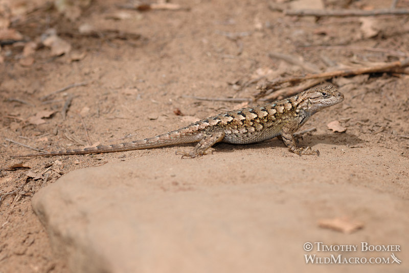 Western fence lizard (Sceloporus occidentalis occidentalis).  Stebbins Cold Canyon Reserve, Solano County, California.  Stock Photo ID=ANI0053