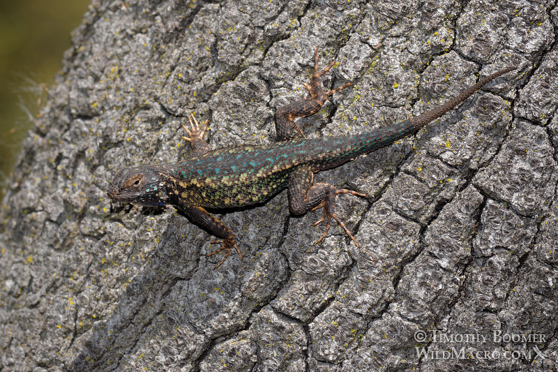 Western fence lizard (Sceloporus occidentalis occidentalis).  Effie Yeaw Nature Center, Sacramento County, California.  Stock Photo ID=ANI0054