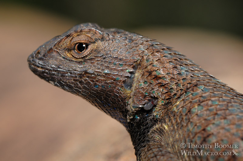 Western fence lizard (Sceloporus occidentalis occidentalis).  Stebbins Cold Canyon Reserve, Solano County, California.  Stock Photo ID=ANI0055