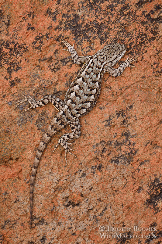 Western fence lizard (Sceloporus occidentalis occidentalis).  Eldorado National Forest, Sierra Nevada, Amador County, California.  Stock Photo ID=ANI0089