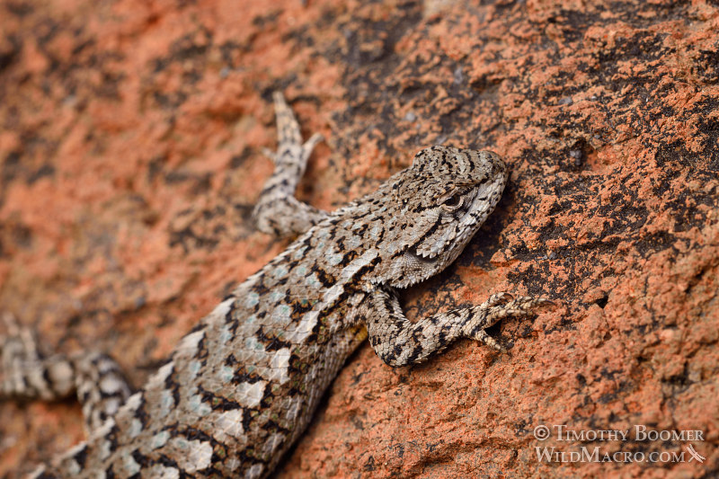 Western fence lizard (Sceloporus occidentalis occidentalis).  Eldorado National Forest, Sierra Nevada, Amador County, California.  Stock Photo ID=ANI0090
