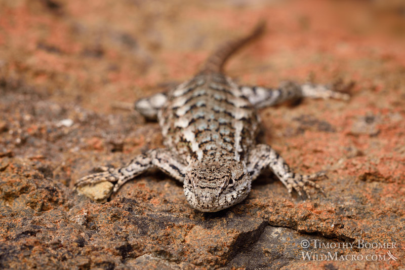 Western fence lizard (Sceloporus occidentalis occidentalis).  Eldorado National Forest, Sierra Nevada, Amador County, California.  Stock Photo ID=ANI0091