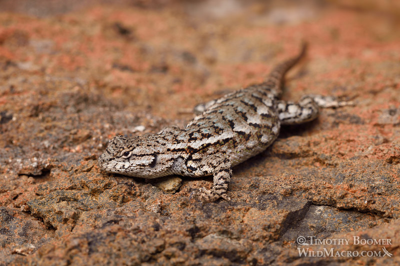 Western fence lizard (Sceloporus occidentalis occidentalis).  Eldorado National Forest, Sierra Nevada, Amador County, California.  Stock Photo ID=ANI0092