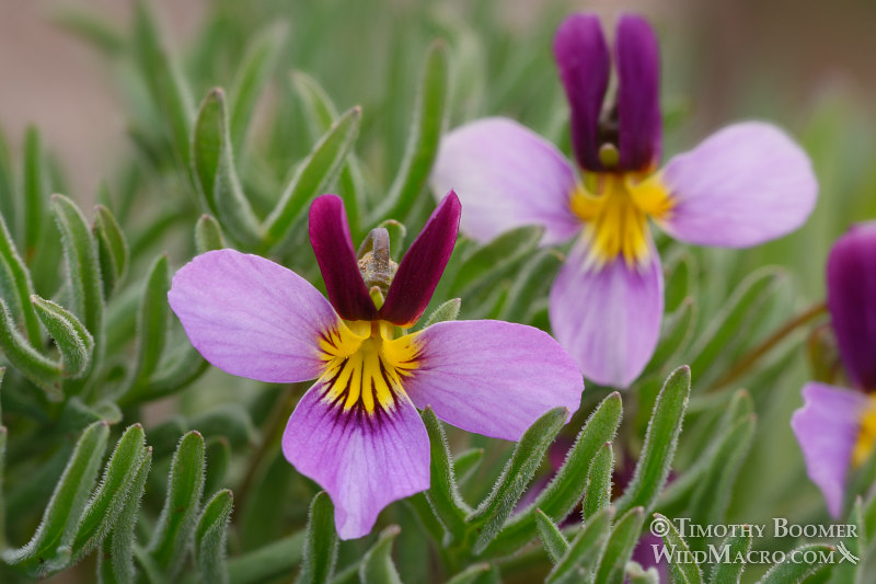 Beckwith's violet (Viola beckwithii).  Carson Pass, Eldorado National Forest, Sierra Nevada, Alpine County, California, USA. Stock Photo ID=PLA0581