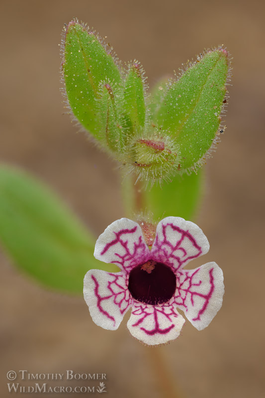 Calico monkeyflower (Diplacus pictus).  Kern County, California, USA. Stock Photo ID=PLA0695