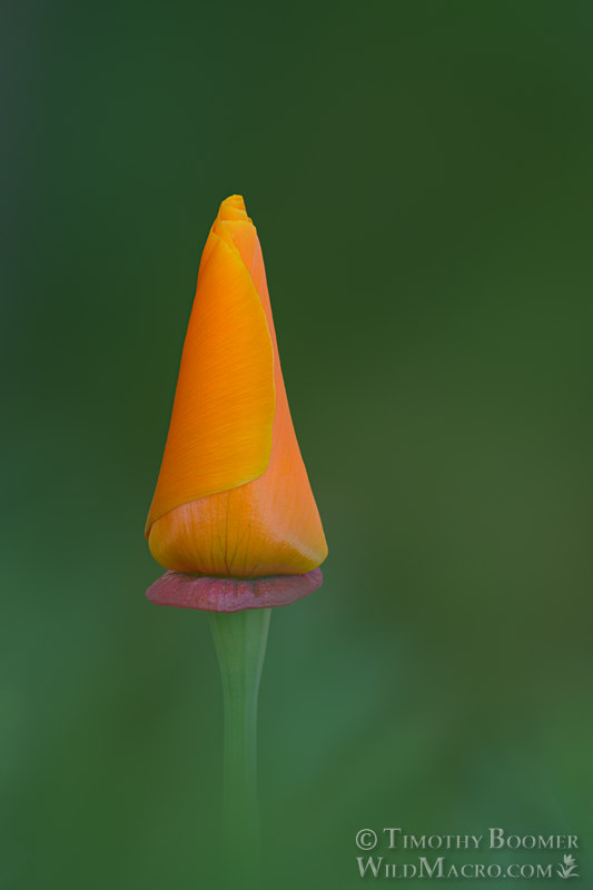 California poppy (Eschscholzia californica).  Solano County, California, USA.  Stock Photo ID=PLA0681