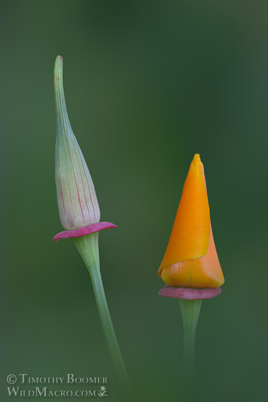 California poppy (Eschscholzia californica).  Solano County, California, USA.  Stock Photo ID=PLA0682