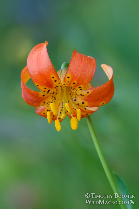 California tiger lily (Lilium pardalinum).  Butterfly Valley Botanical Area, Plumas National Forest, Sierra Nevada, Plumas County, California, USA. Stock Photo ID=PLA0593