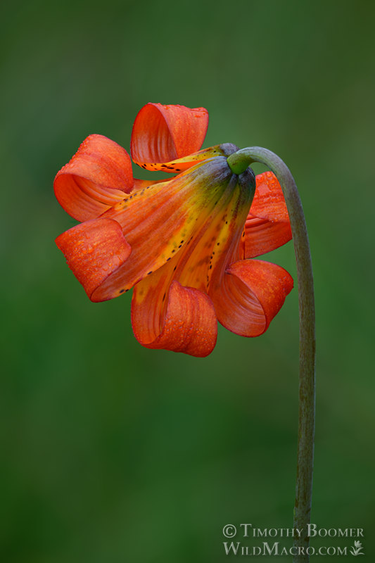 Coast lily (Lilium maritimum).  Marin County, California, USA.  Stock Photo ID=PLA0642