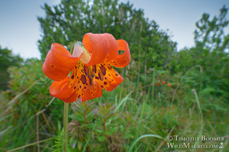 Coast lily (Lilium maritimum).  Marin County, California, USA.  Stock Photo ID=PLA0643