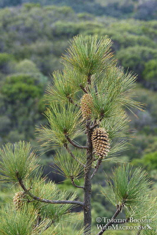 Coulter pine (Pinus coulteri).  Black Diamond Mines Regional Preserve, Contra Costa County, California, USA.  Stock Photo ID=PLA0539