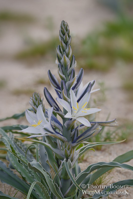 Desert lily (Hesperocallis undulata).  Anza-Borrego Desert State Park, San Diego County, California, USA.  Stock Photo ID=PLA0604