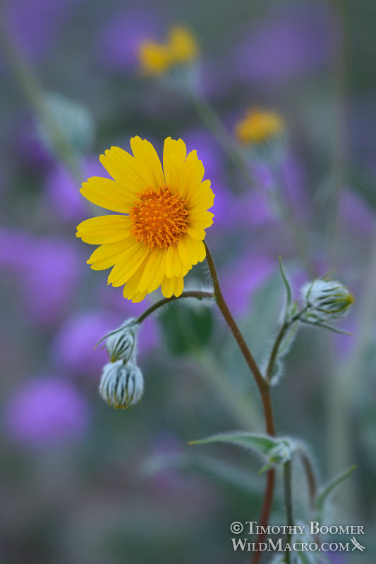 Hairy desert sunflower (Geraea canescens). Anza-Borrego Desert State Park, Colorado Desert, San Diego County, California, USA.  Stock Photo ID=PLA0607