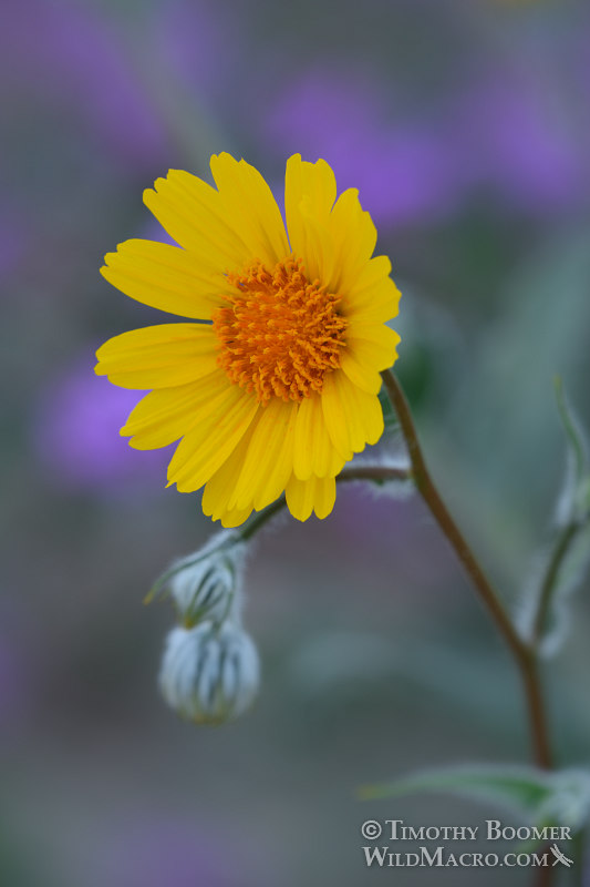 Hairy desert sunflower (Geraea canescens). Anza-Borrego Desert State Park, Colorado Desert, San Diego County, California, USA.  Stock Photo ID=PLA0608