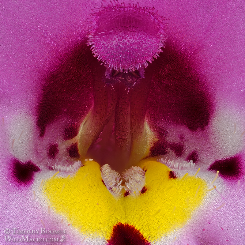 Purplelip pansy monkeyflower (Diplacus angustatus).  Plumas National Forest, Plumas County, California, USA. Stock Photo ID=PLA0701crop