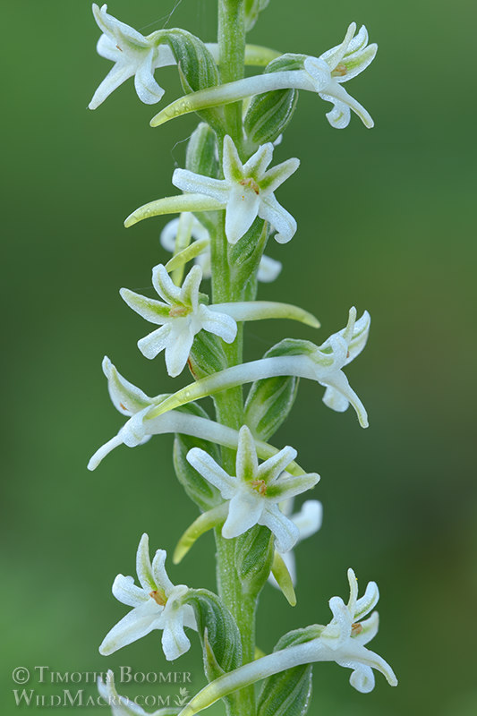 Royal rein orchid (Piperia transversa).  Pioneer, Amador County, California, USA.  Stock Photo ID=PLA0646