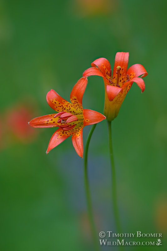 Sierra tiger lily or alpine lily (Lilium parvum), a California endemic wildflower.  Eldorado National Forest, Sierra Nevada, Amador County, California, USA. Stock Photo ID=PLA0639