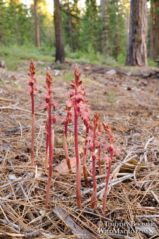 Striped coralroot (Corallorhiza striata).  Tahoe National Forest, Sierra Nevada, Nevada County, California, USA.  Stock Photo ID=PLA0569
