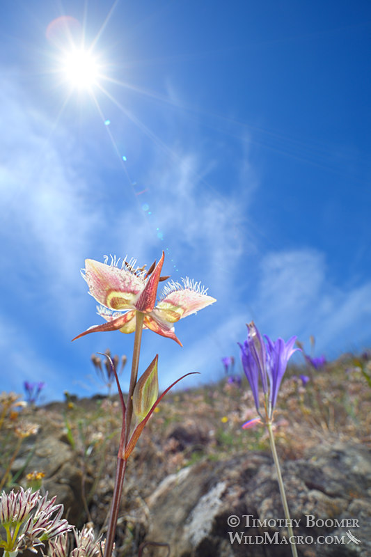 Tiburon mariposa lily (Calochortus tiburonensis).  Marin County, California, USA. Stock Photo ID=PLA0635