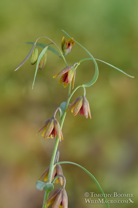 Brown bells (Fritillaria micrantha).  Pioneer, Amador County, California, USA.  Stock Photo ID=PLA0482