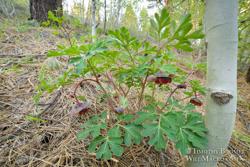 Brown's peony (Paeonia brownii). Sagehen Creek Trail, Tahoe National Forest, Sierra Nevada, Nevada County, California, USA. Stock Photo ID=PLA0501