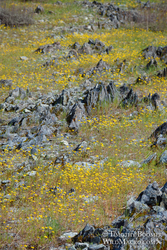 California goldfields (Lasthenia californica ssp. californica).  Traverse Creek Botanical Special Interest Area, Eldorado National Forest, Sierra Nevada, El Dorado County, California, USA. Stock Photo ID=PLA0478