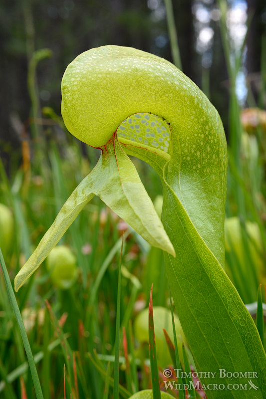 California pitcher plant (Darlingtonia californica).  Butterfly Valley Botanical Area, Plumas National Forest, Plumas County, CA. Stock Photo ID=PLA0379