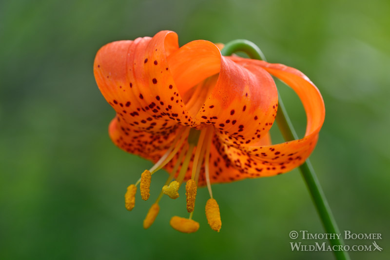 California tiger lily (Lilium pardalinum), a California native and endemic wildflower.  Plumas National Forest, Sierra Nevada, Plumas County, California, USA. Stock Photo ID=PLA0372